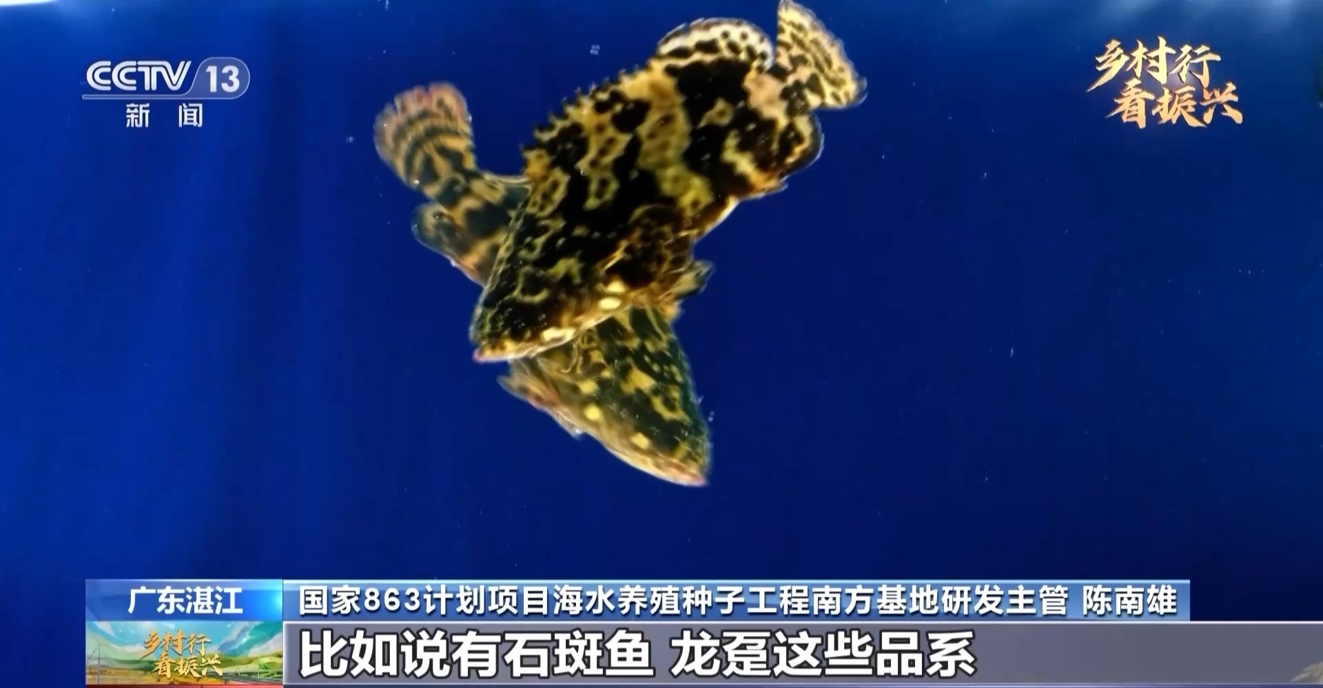 閑不住的“80后”葉富良 一定要把這口氣爭(zhēng)回來，有我們自己的種蝦